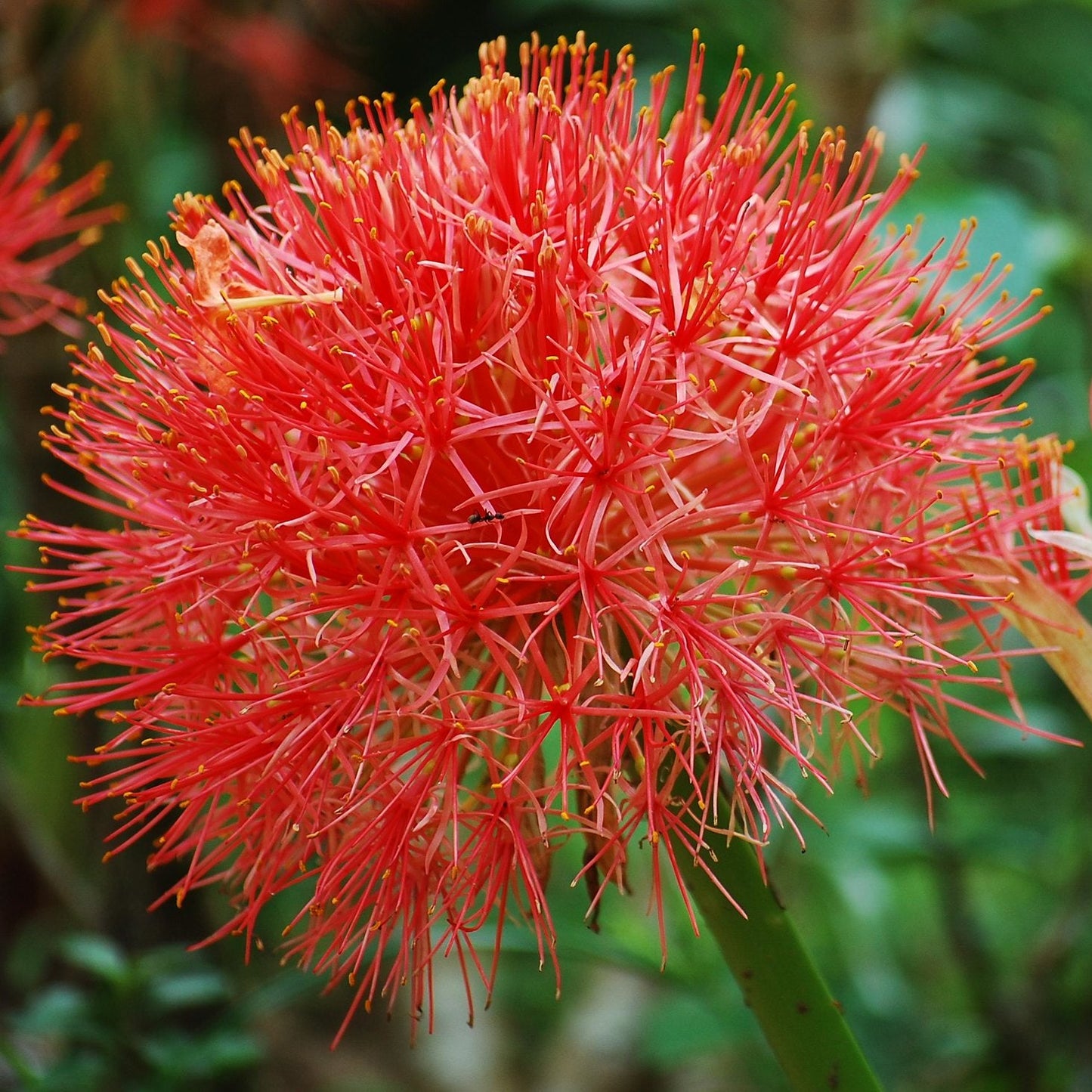 SCADOXUS MULTIFLORUS syn.Haemanthus