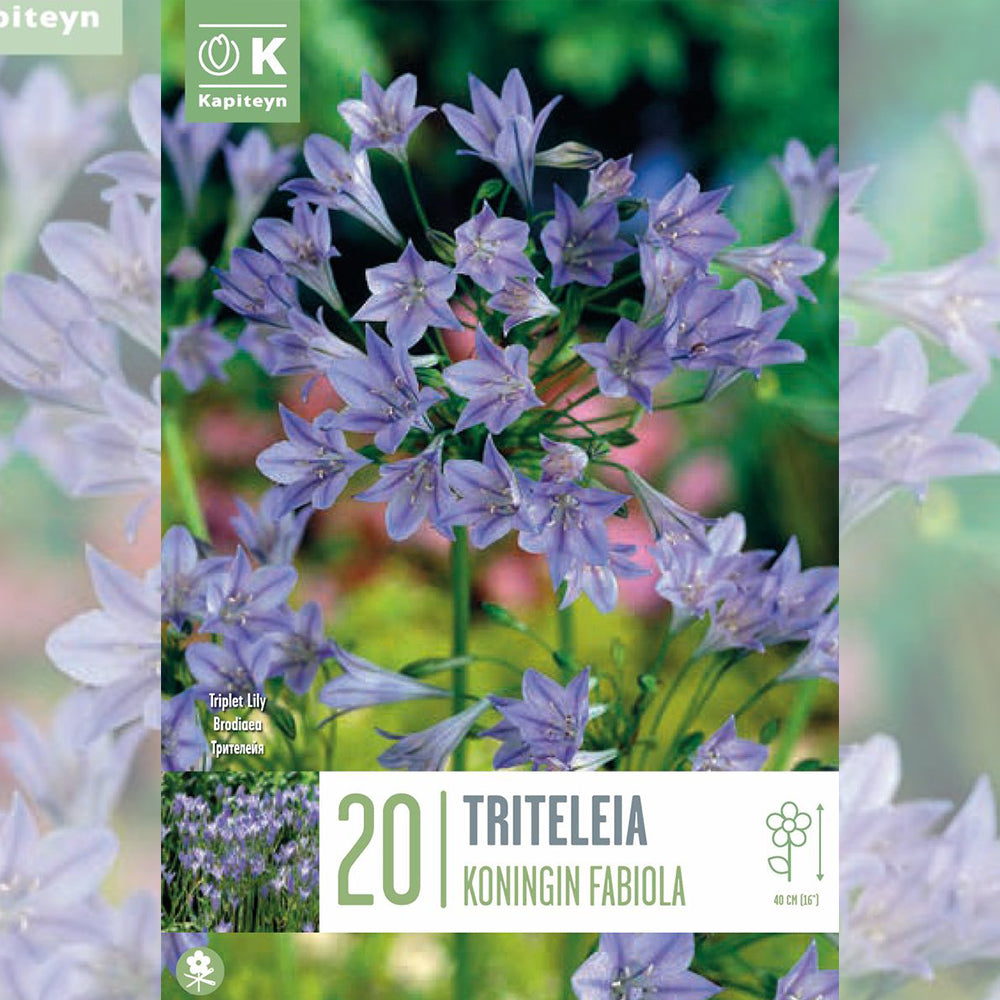 TRITELEIA KONIGIN FABIOLA