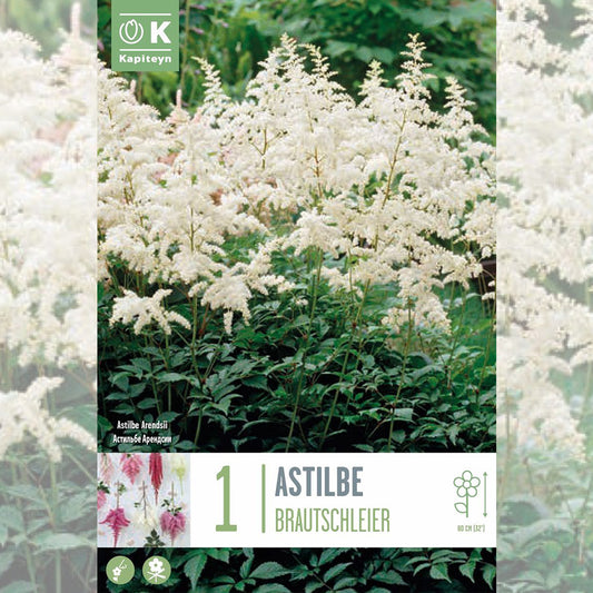 ASTILBE BRAUTSCHLEIER