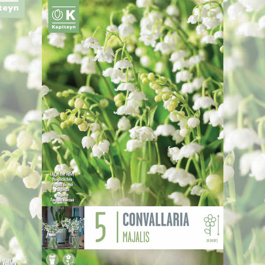 CONVALLARIA MAJALIS (MUGUET)