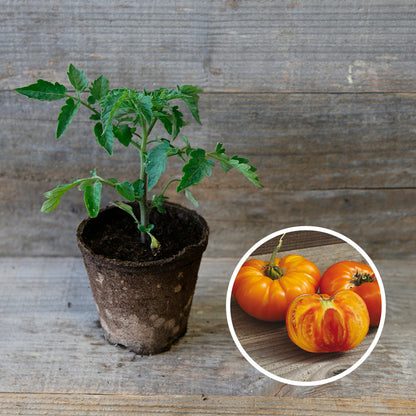 TOMATE ANANAS PLANT AB