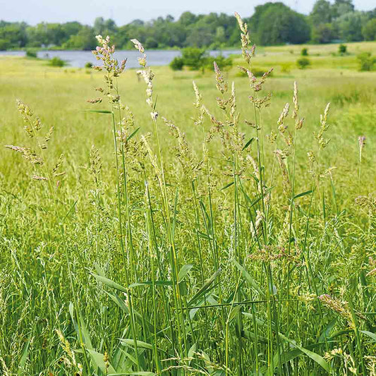 FLOWER MIXTURE - GRASSES FOR HUMID ENVIRONMENT NT 50 g