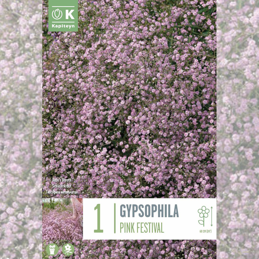 GYPSOPHYLA PANICULATA PINK FESTIVAL