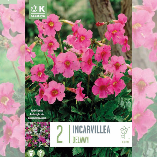 INCARVILLEA DELAVAYI