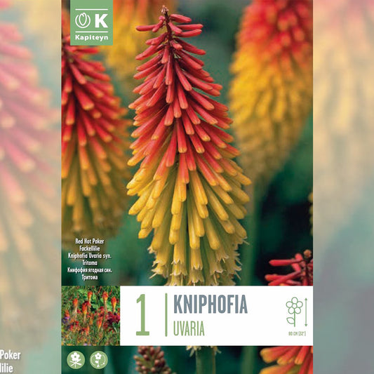 KNIPHOFIA UVARIA syn.Tritoma