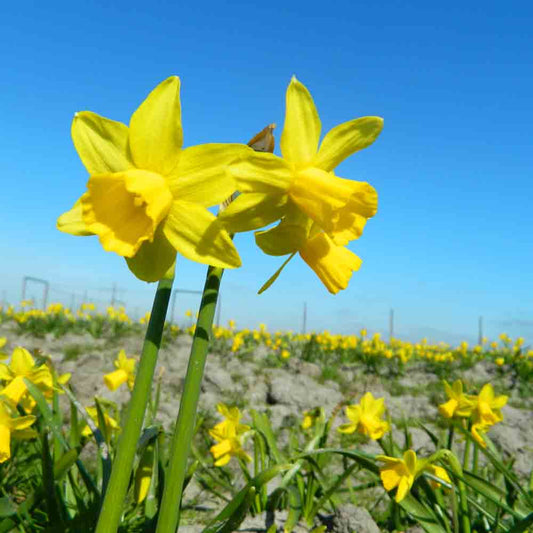 BIO-BOTANISCHE NARZISSE TETE A TETE