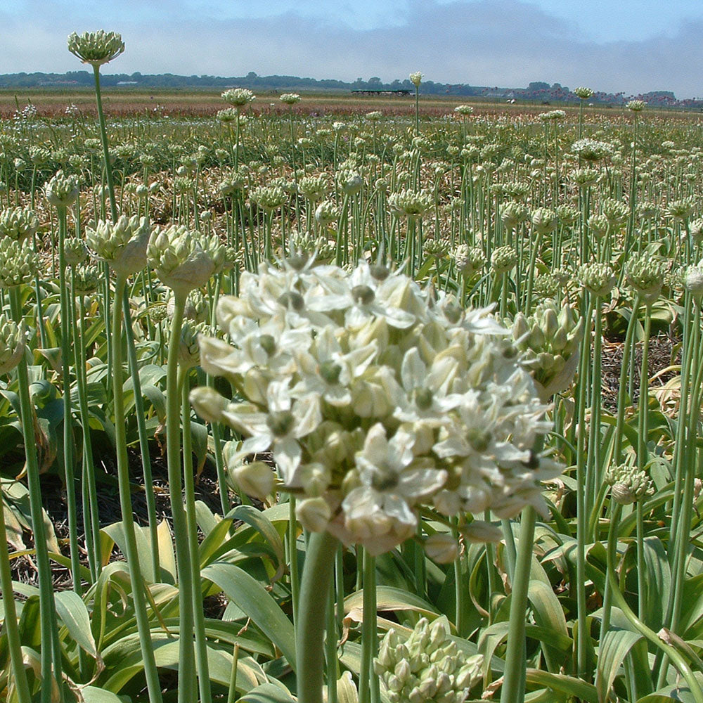 ALLIUM NIGRUM