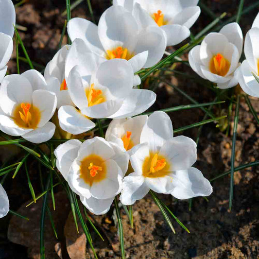 CROCUS CHRYSANTHUS ARD SCHENK