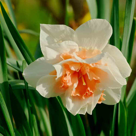 ORGANIC DOUBLE REPLETE NARCISSUS