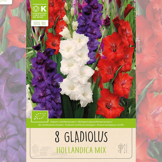 GLADIOLUS HOLLANDICA AB MIXTURE