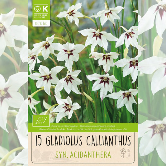 GLAÏEUL CALLIANTHUS syn. ACIDENTHERA AB