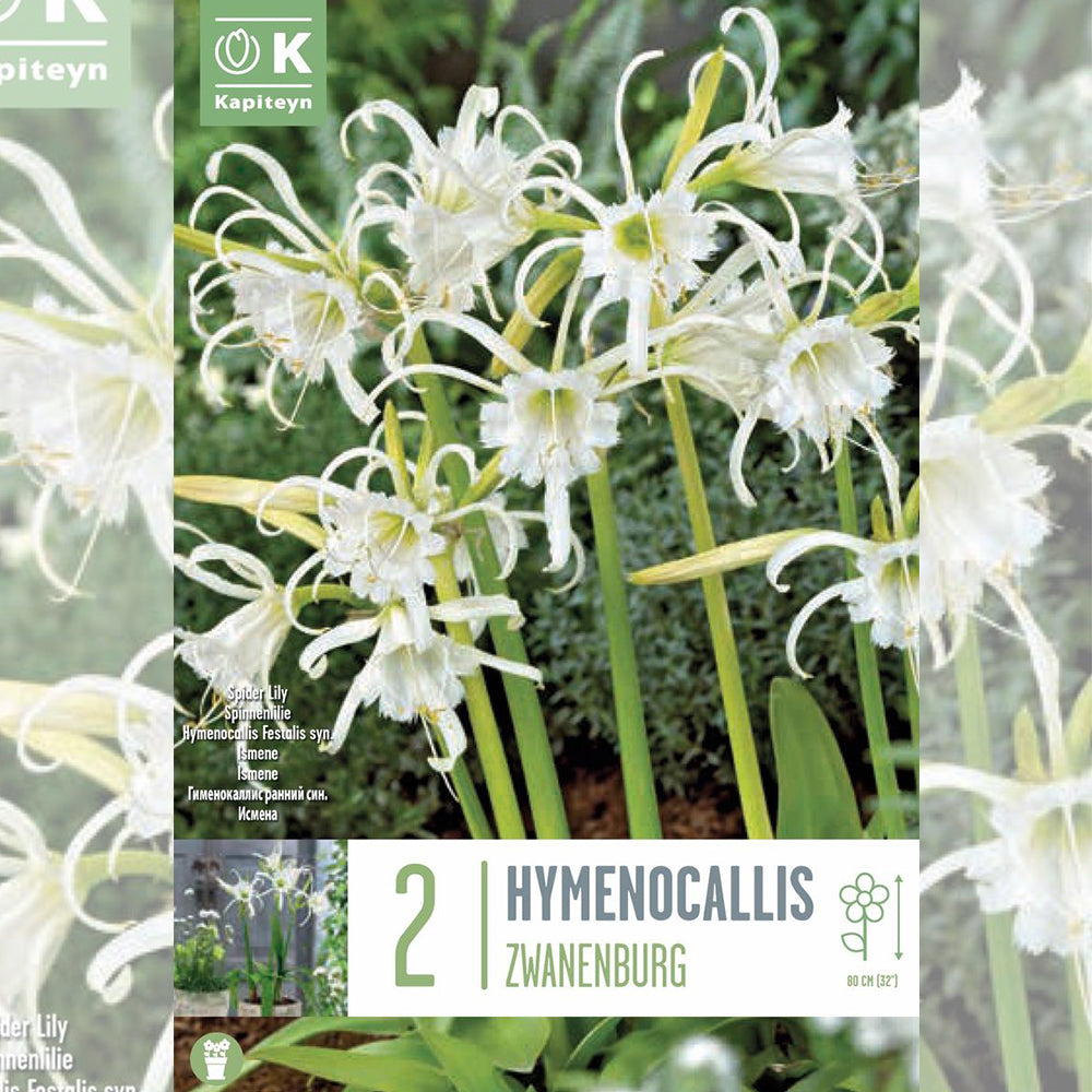 LYS ARAIGNEE HYMENOCALLIS FESTALIS