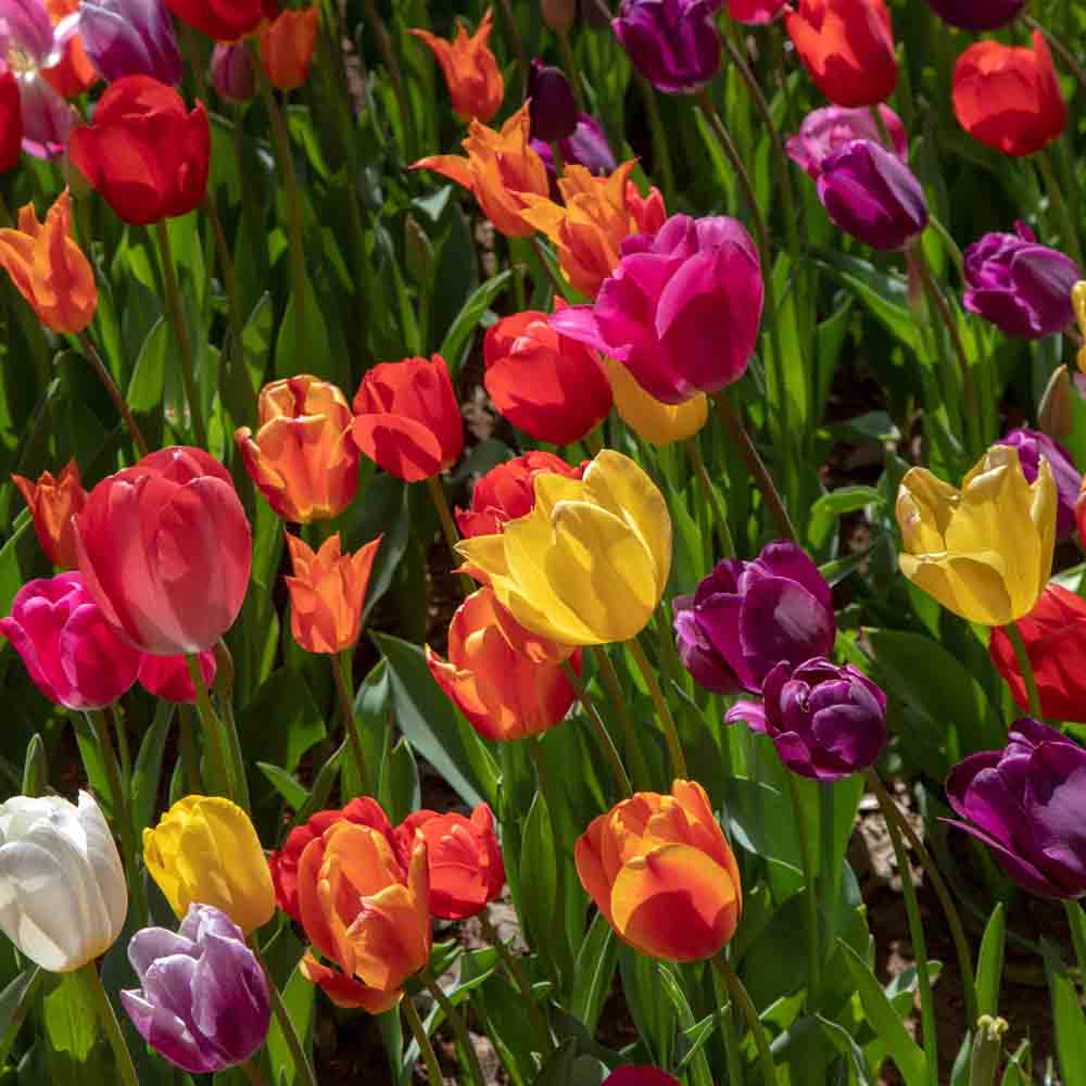 TULIPE BOTANIQUE EN MÉLANGE BIO