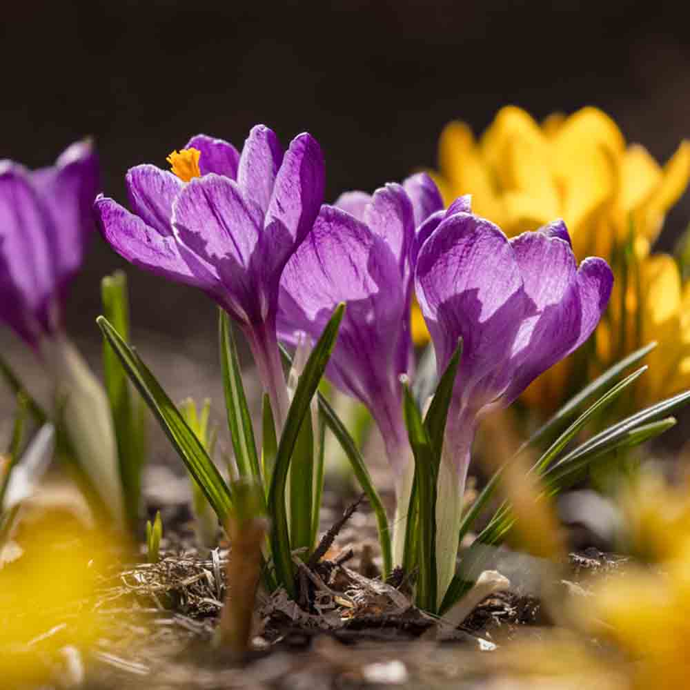 CROCUS BOTANIQUE EN MELANGE AB