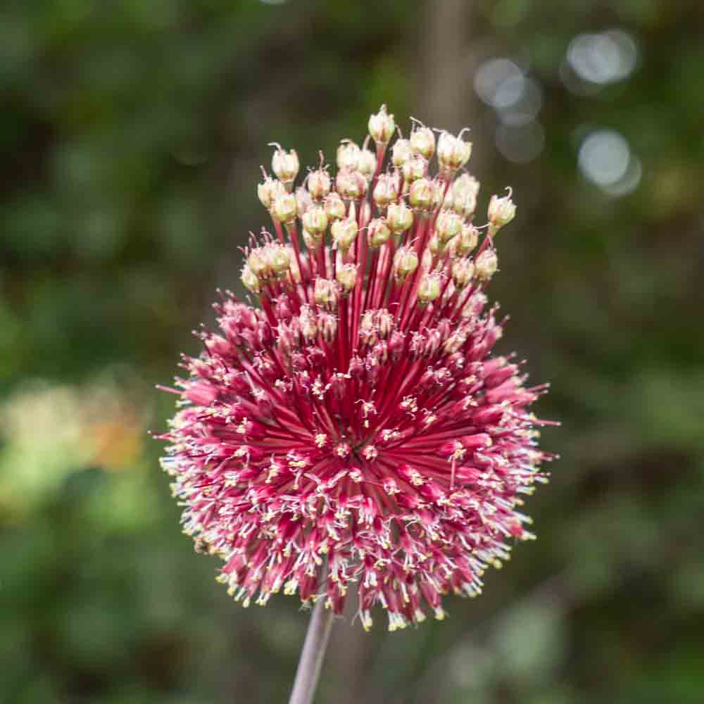 ALLIUM RED MOHICAN