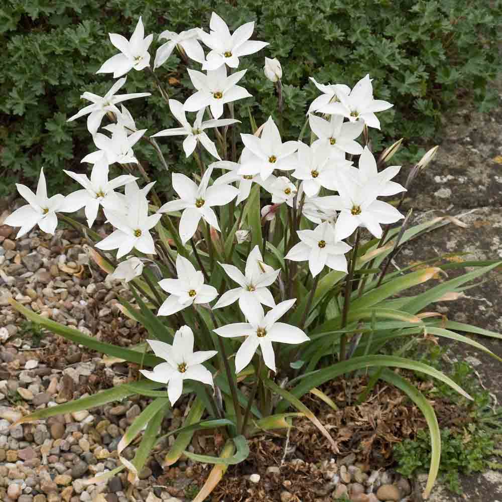 IPHEION ALBERTO CASTILLO®