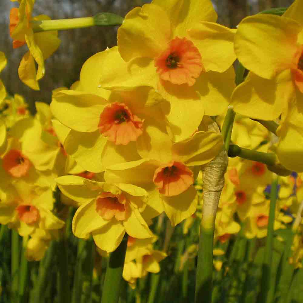 NARCISSE BOTANIQUE MARTINETTE