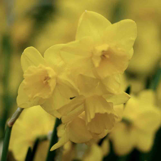 NARCISSUS BOTANICAL QUAIL