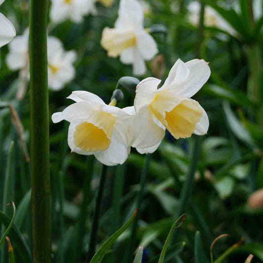 NARCISSUS POETICUS RECURVUS