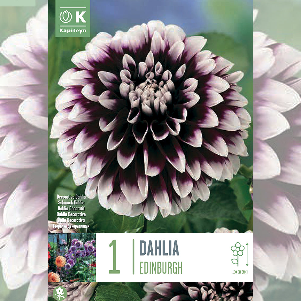 DAHLIA EDINBURGH