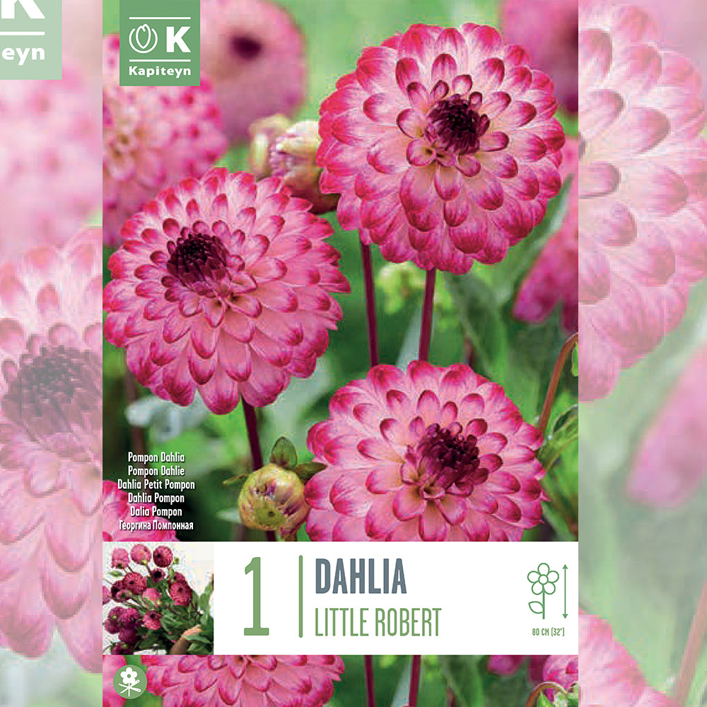 DAHLIA LITTLE ROBERT