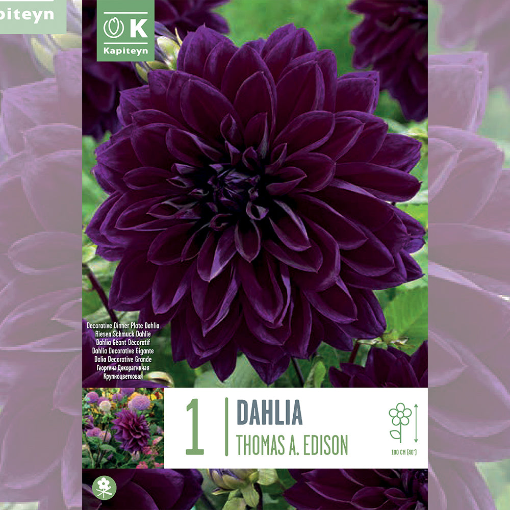 DAHLIA THOMAS A. EDISON