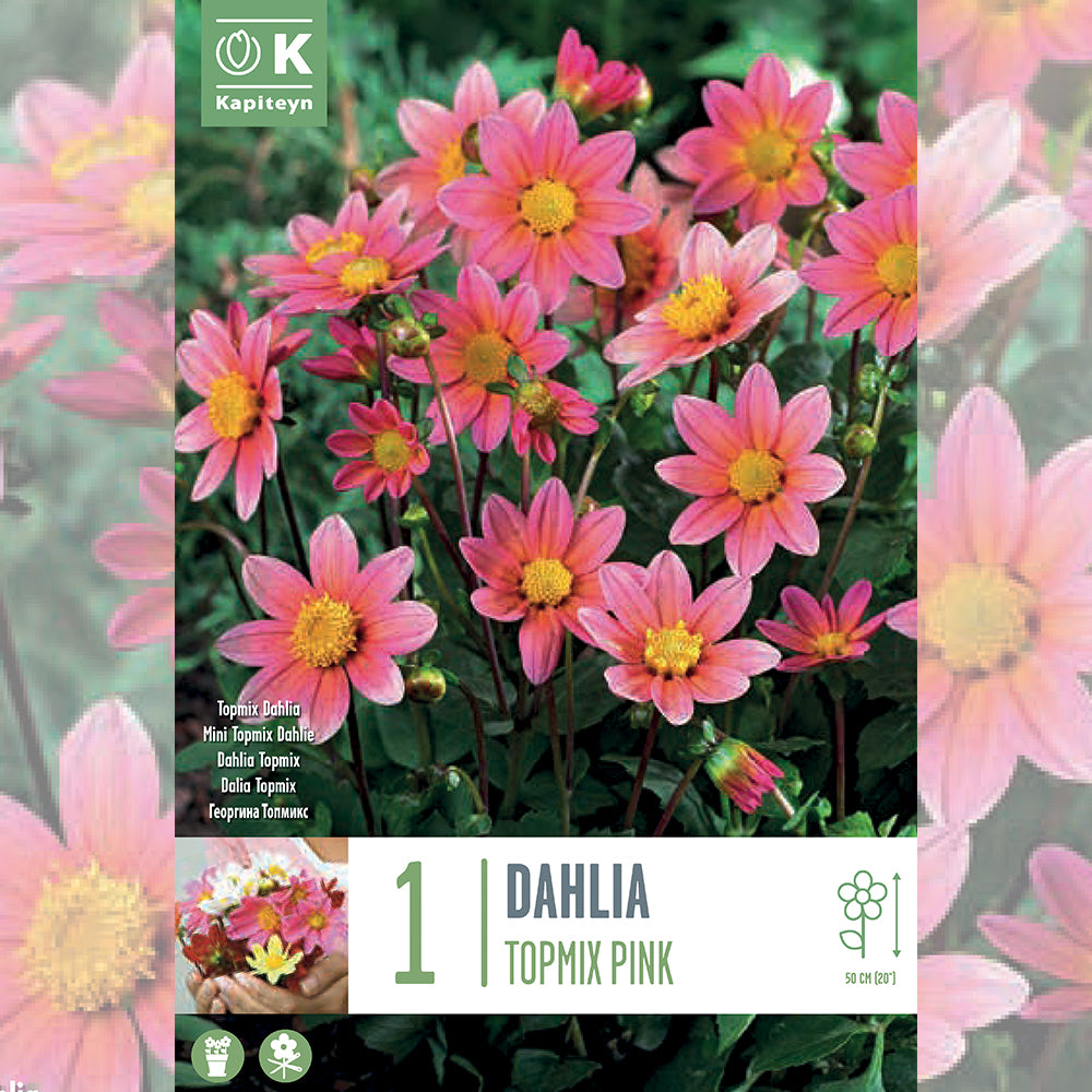 DAHLIA TOPMIX ROSE