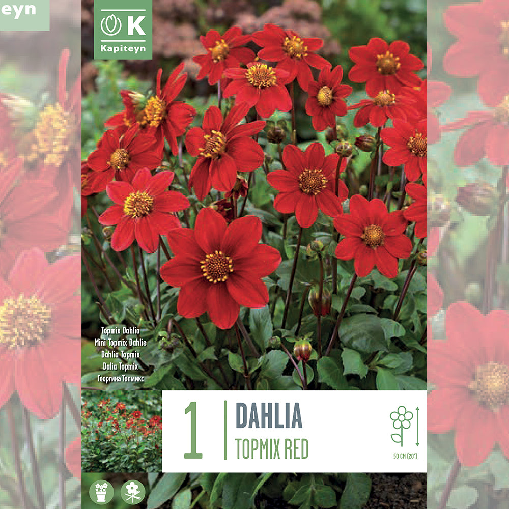 DAHLIA TOPMIX ROUGE