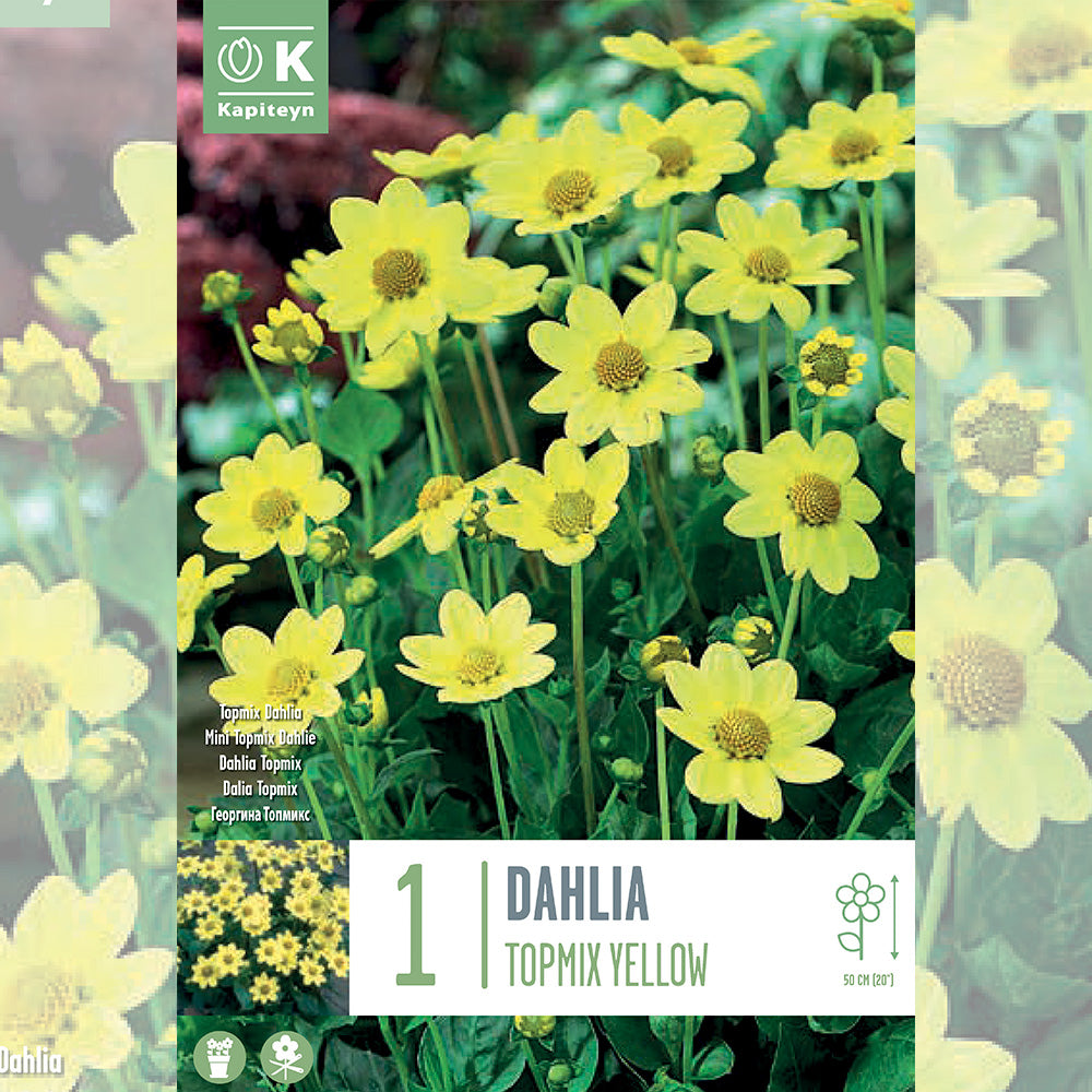 DAHLIA TOPMIX JAUNE