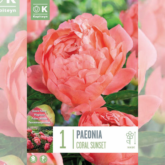 PIVOINE CORAL SUNSET