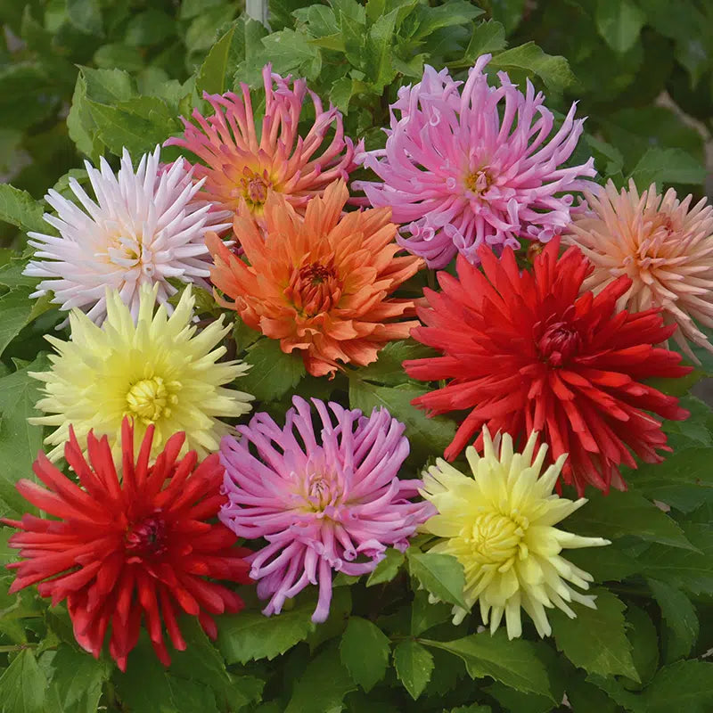 DAHLIA CACTUS EN MELANGE