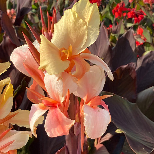 CANNA HAUT ANGÈLE MARTIN