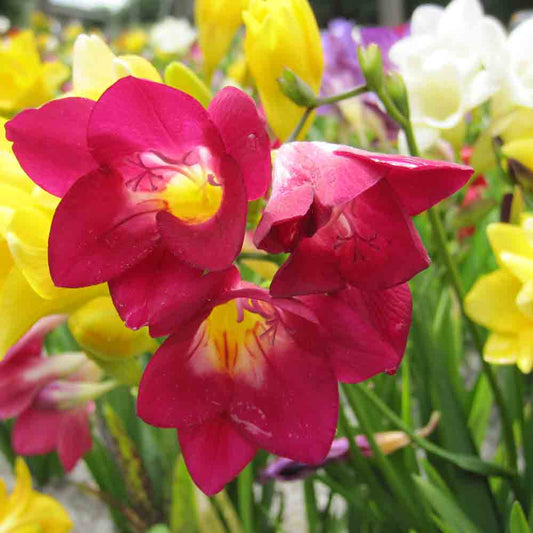 FREESIA SIMPLE VARIÉS AB