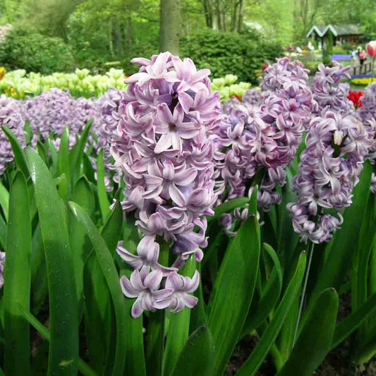 HYACINTH SPLENDID CORNELIA