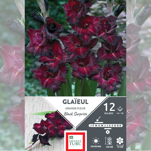 GLAÏEUL GRANDE FLEUR BLACK SURPRISE