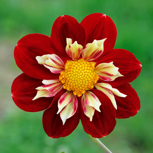 DAHLIA COLLERETTE RAISSA