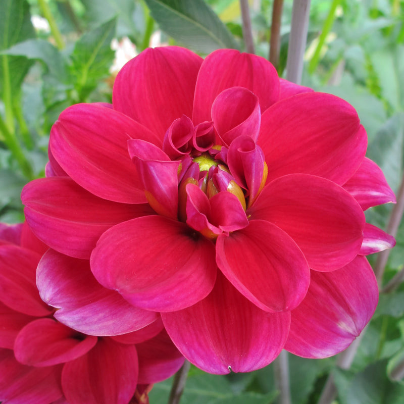 DAHLIA DECORATIF MILLE FEUX