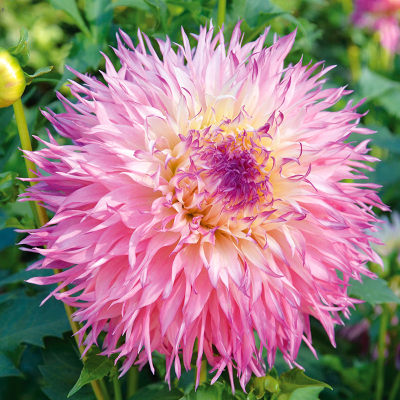 DAHLIA DENTELLE PINELAND´S PRINCESS AB