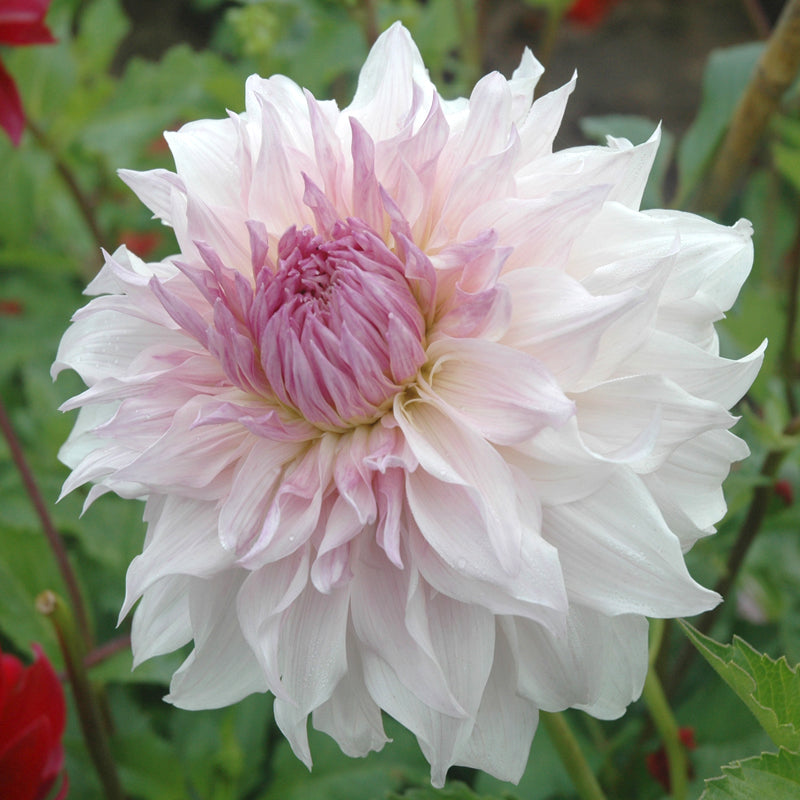 DAHLIA DECORATIF SHILOH NOELLE AB