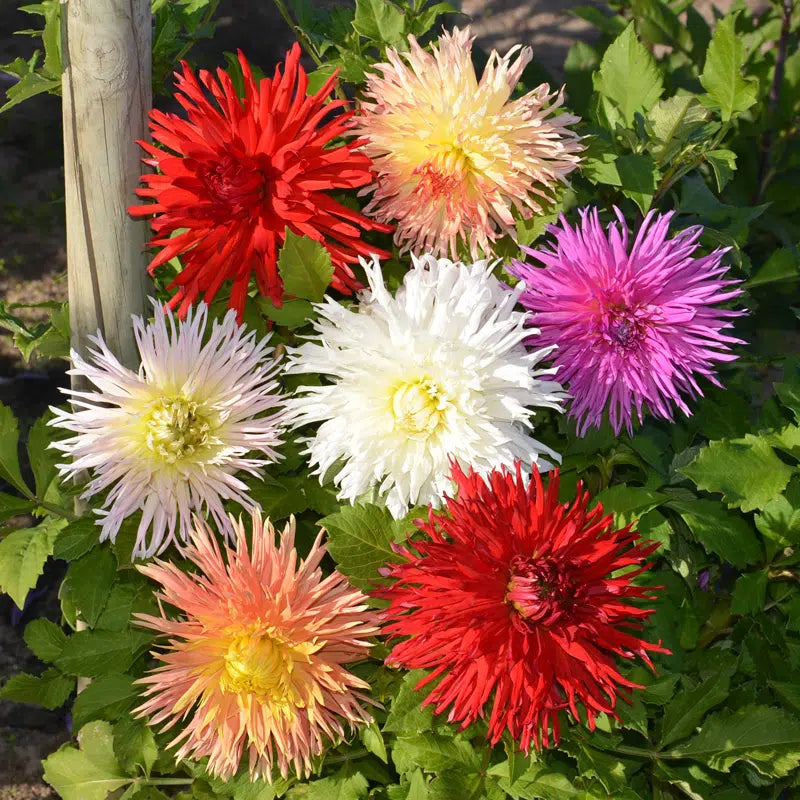 DAHLIA DENTELLE MELANGE