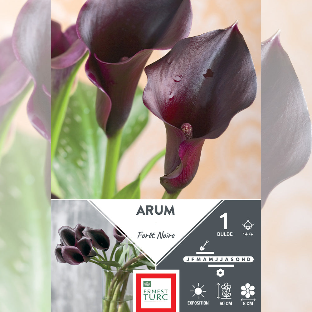 ARUM FORET NOIRE