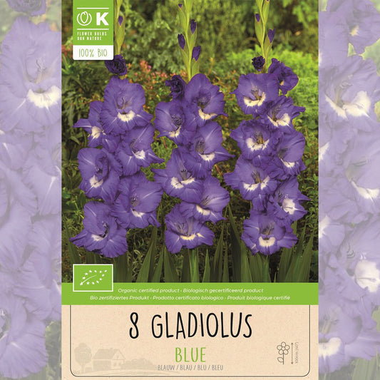 GLADIOLUS BLUE AB