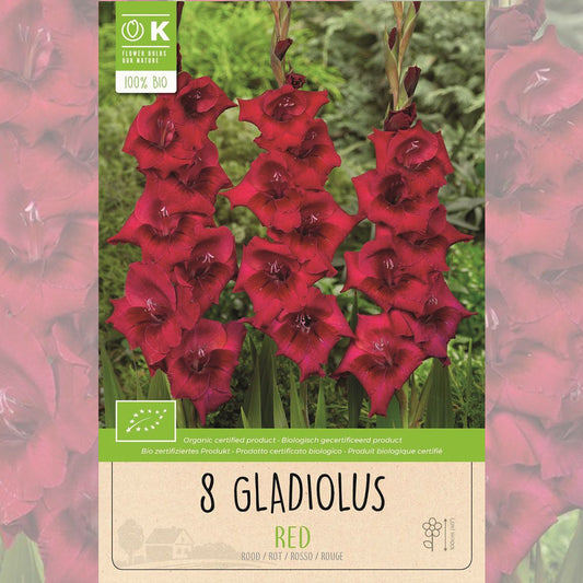 GLADIOLUS RED AB