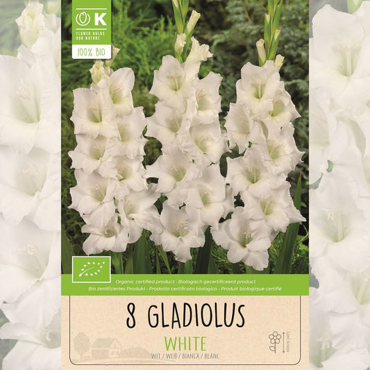 GLADIOLUS WHITE AB