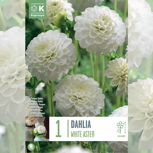 DAHLIA WHITE ASTER