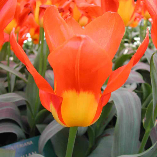 TULIPE FOSTERIANA JUAN