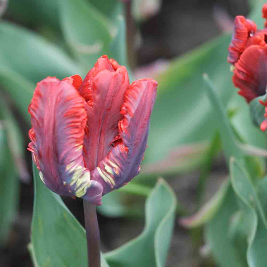 TULIPE PERROQUET ROCOCO