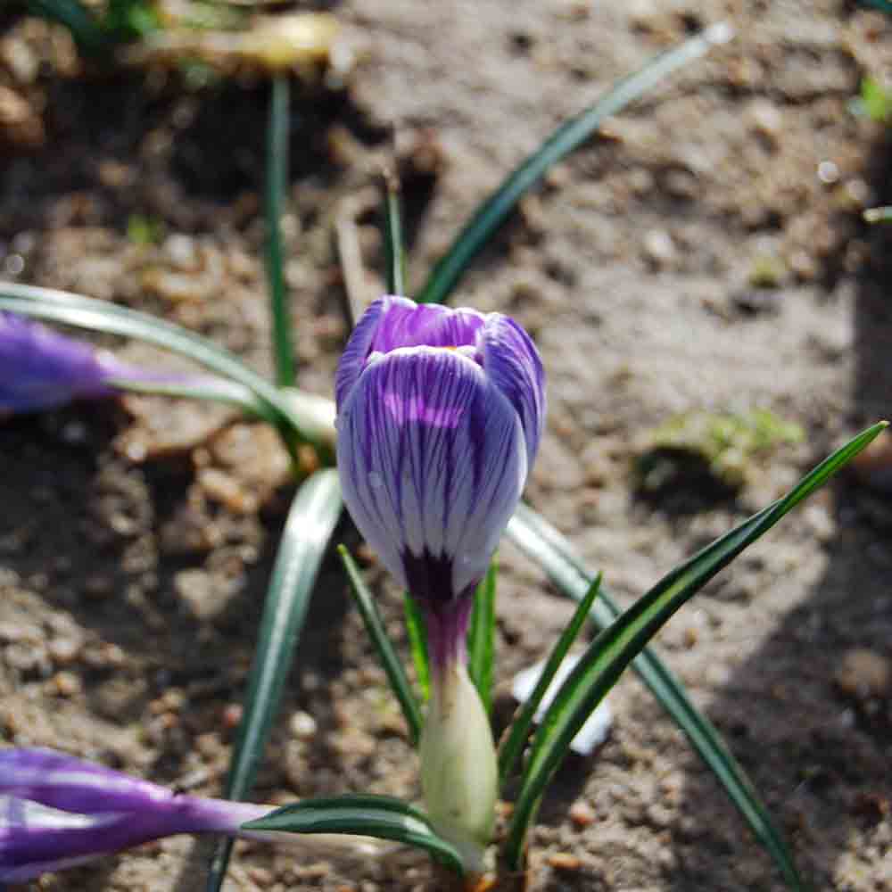 CROCUS LARGE FLOWER KING OF STRIPES