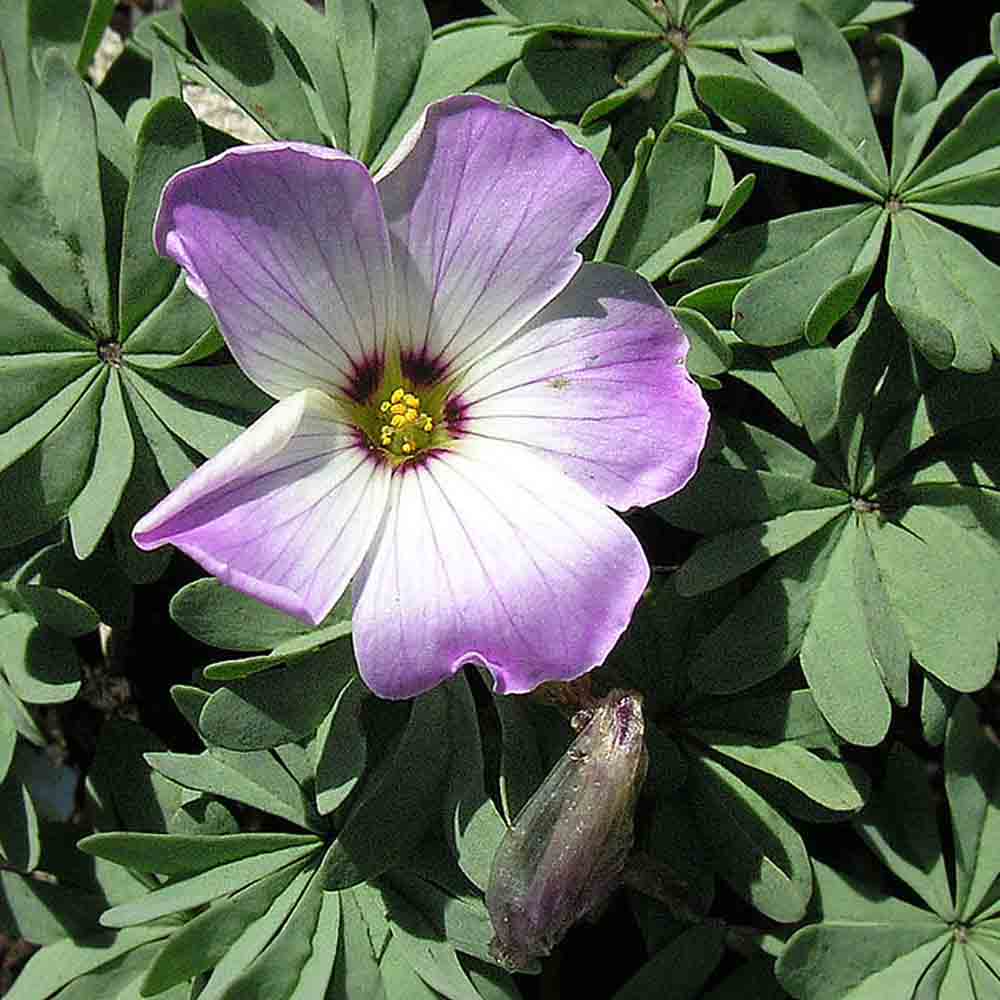 OXALIDE DU CHILI ( OXALIS ADENOPHYLLA )