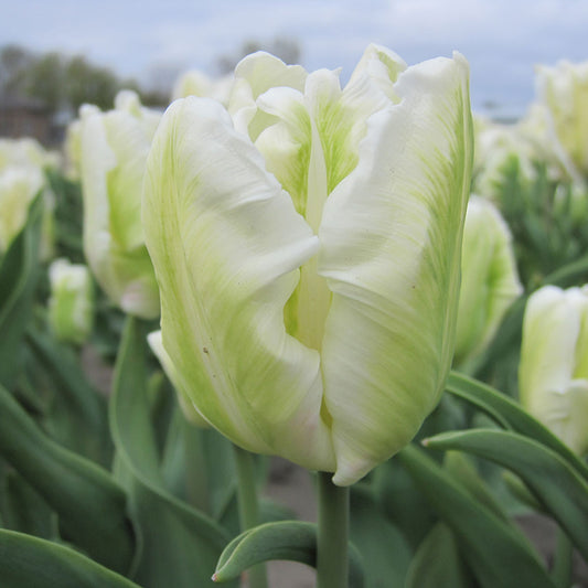 TULIPE WHITE REBEL AB